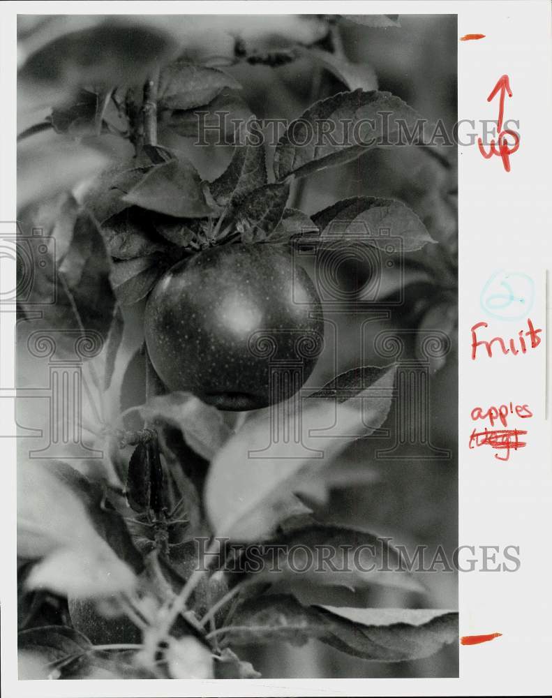 Press Photo Apple growing on a tree - ctca01087- Historic Images