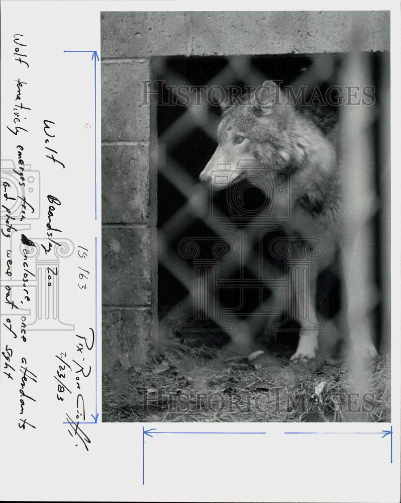 1983 Press Photo A wolf emerges from its enclosure at Beardsley Zoo - ctca06554- Historic Images