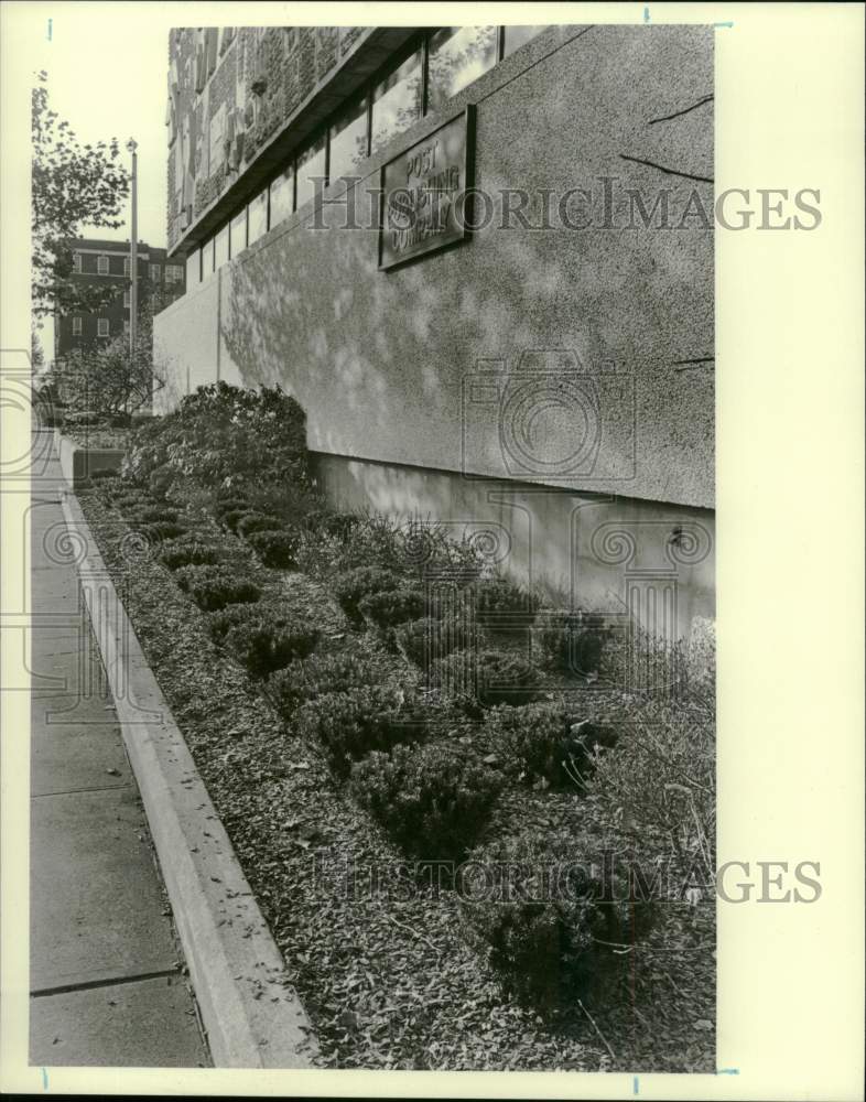 1981 Press Photo Landscaping outside Post Publishing Company - ctca07215- Historic Images