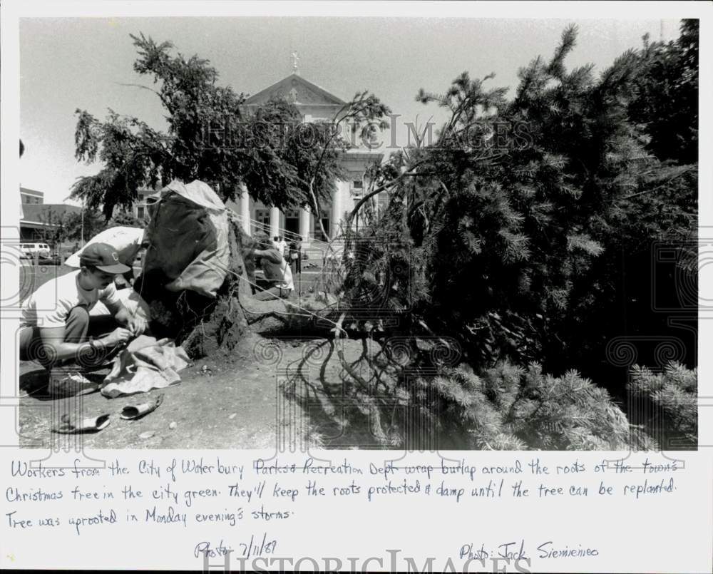 1989 Press Photo Workers wrap burlap around uprooted tree in Waterbury- Historic Images