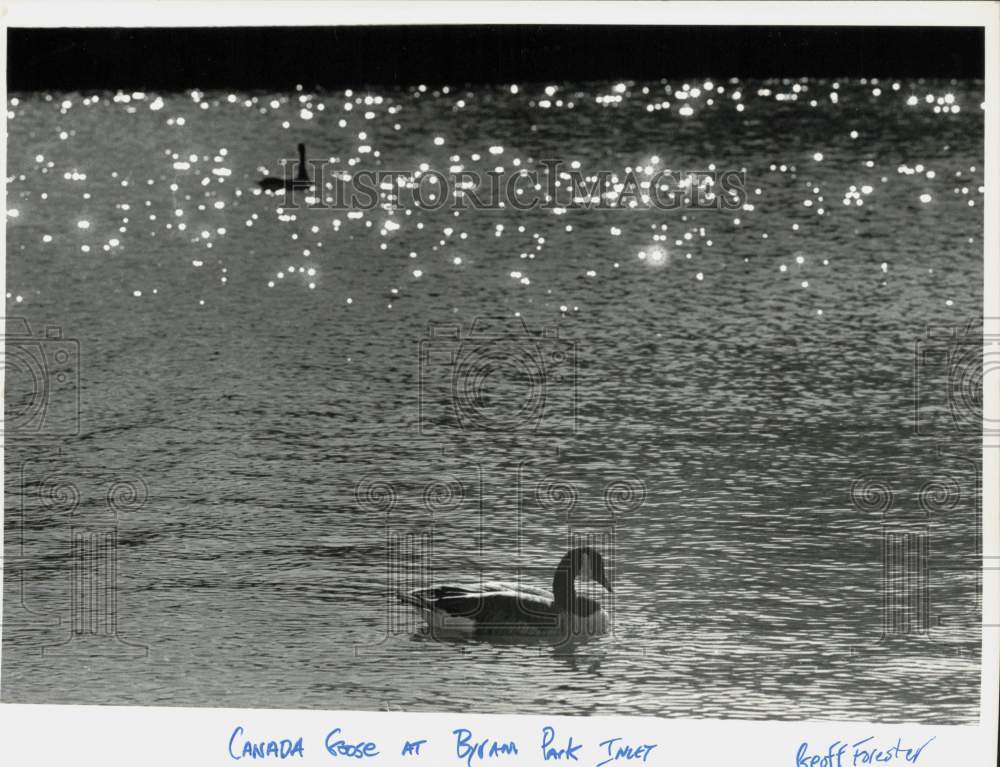 Press Photo A lone Canada Goose swims at a Byram Park Inlet - ctga04156- Historic Images