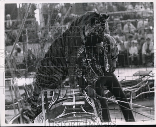 1970 Press Photo Charly Baamann, tiger trainer, "The Man Fear Forgot"- Historic Images