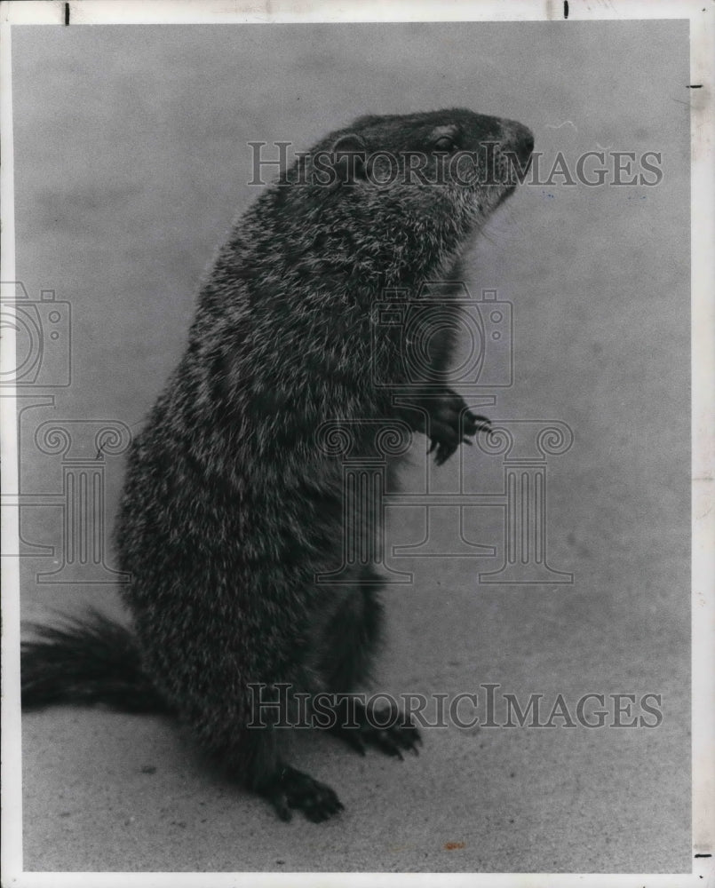 1969 Press Photo A Groundhog- Historic Images