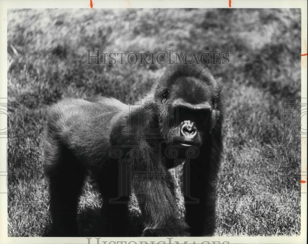 1968 Press Photo Emmy, the gorilla at Cleveland Zoo- Historic Images