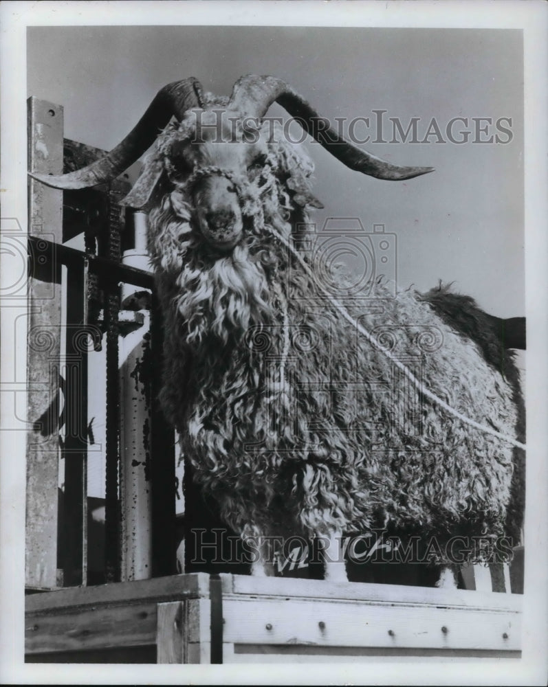 1968 Press Photo Angora goat- Historic Images