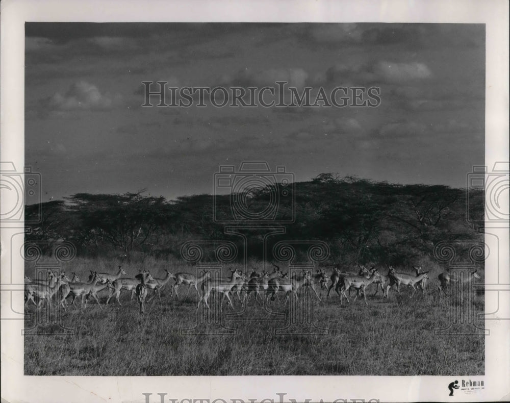 1960 Press Photo Impalas in Africa Racing Toward Extinction - cva22796- Historic Images