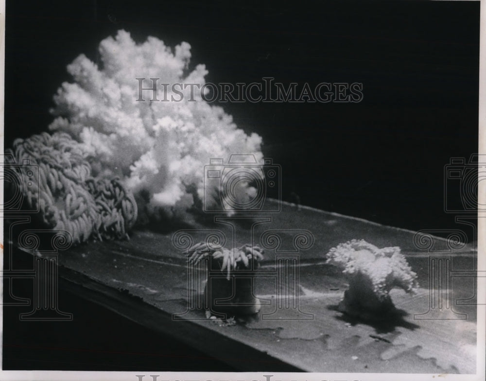 1964 Press Photo Sea anemones that glow fluorescently at the Cleveland Aquarium- Historic Images