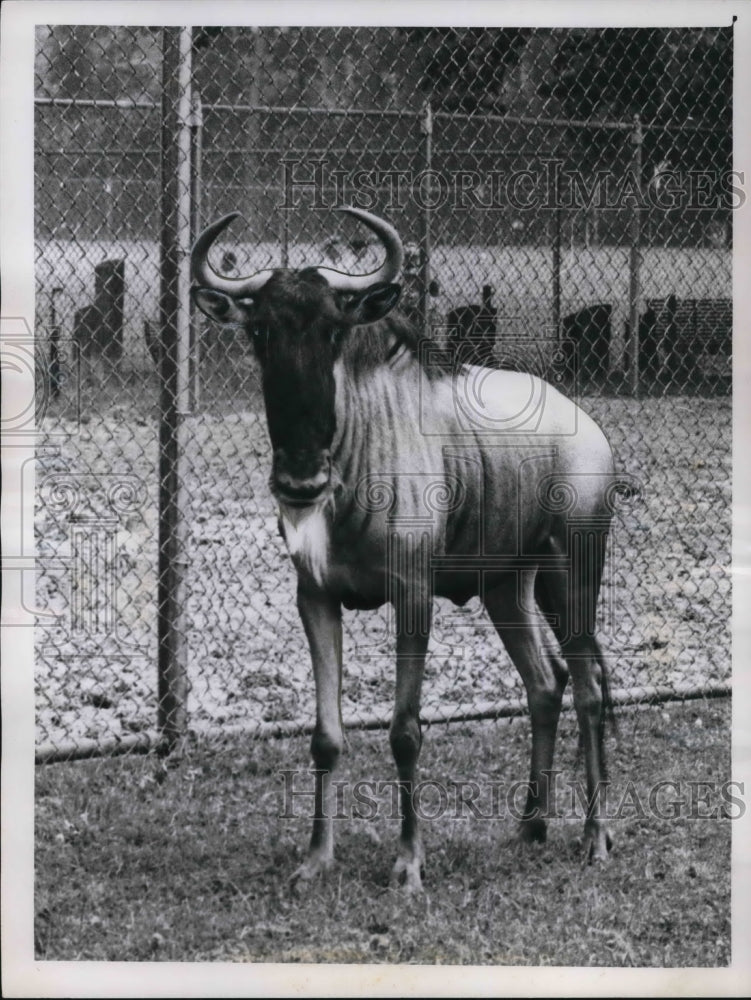 1959 Press Photo Gnu Antelope - cva26864- Historic Images