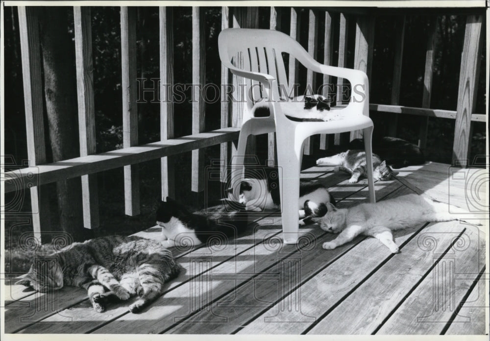 1991 Press Photo Residents of Last Post feline retirement home on the porcch- Historic Images