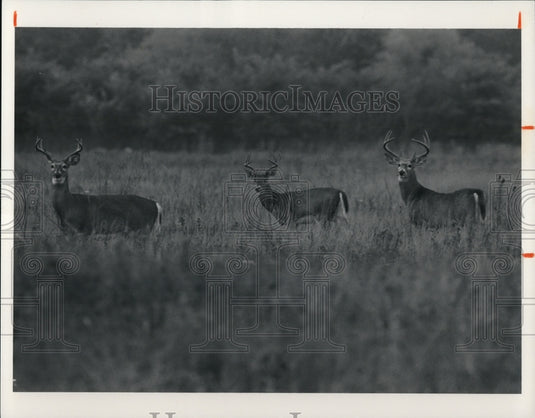 1990 Press Photo Deer- Historic Images