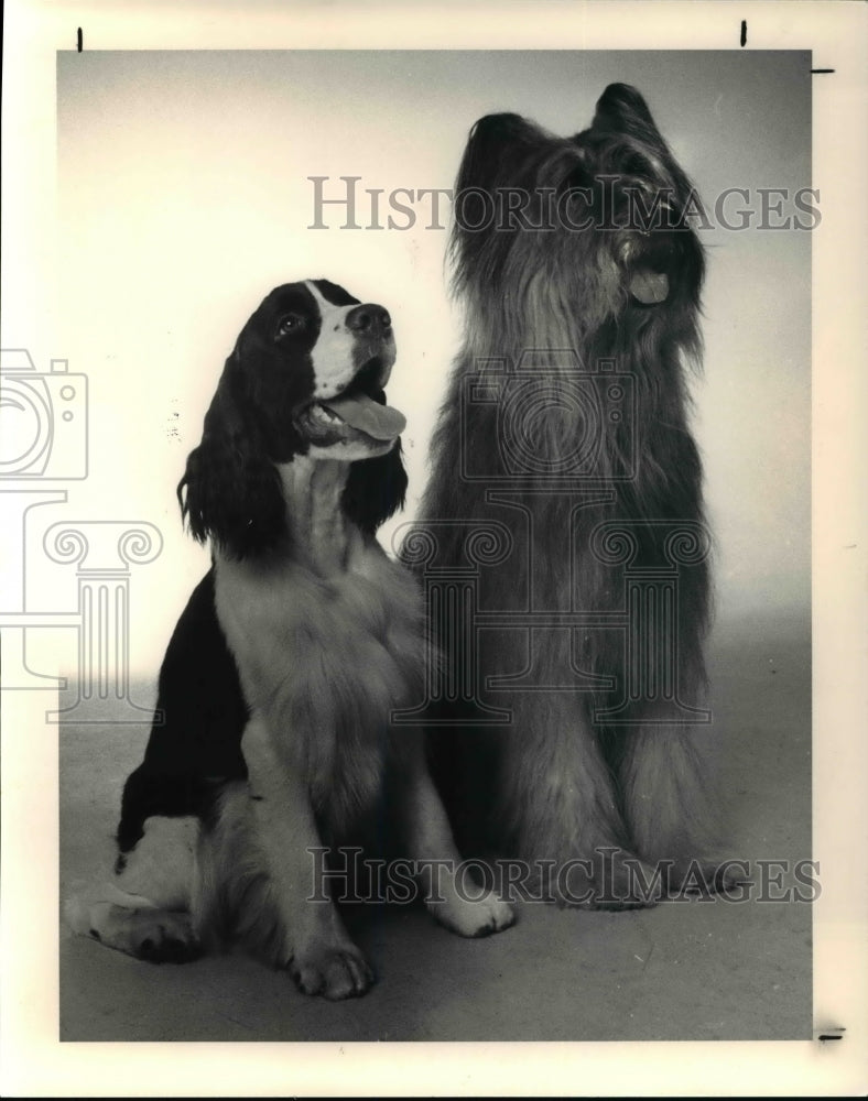 1990 Press Photo Dogs- Historic Images