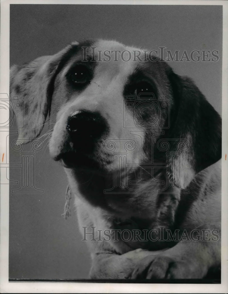 1964 Press Photo Dogs Hounds- Historic Images
