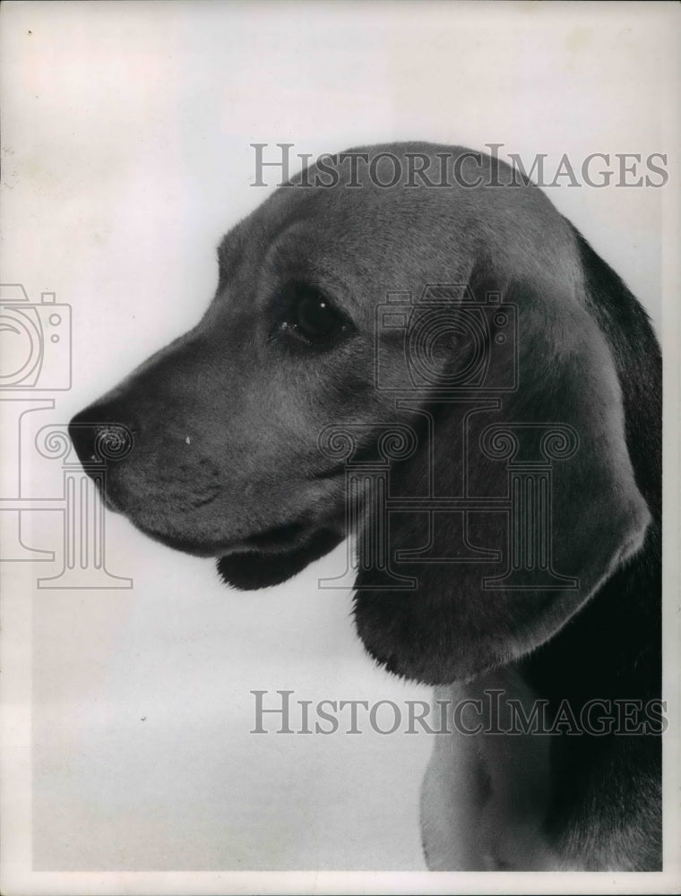 1962 Press Photo Young contender in the Grand River Kennel Club all-breed show- Historic Images