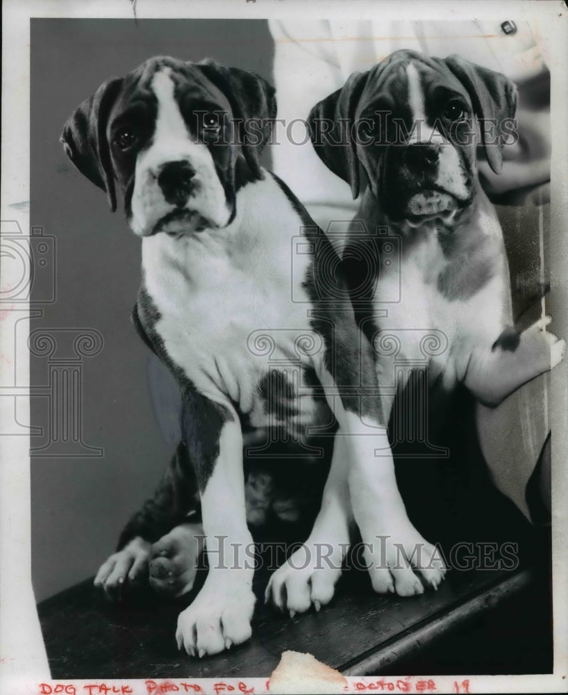 1969 Press Photo Janet Frye&#39;s Boxer Puppies- Historic Images