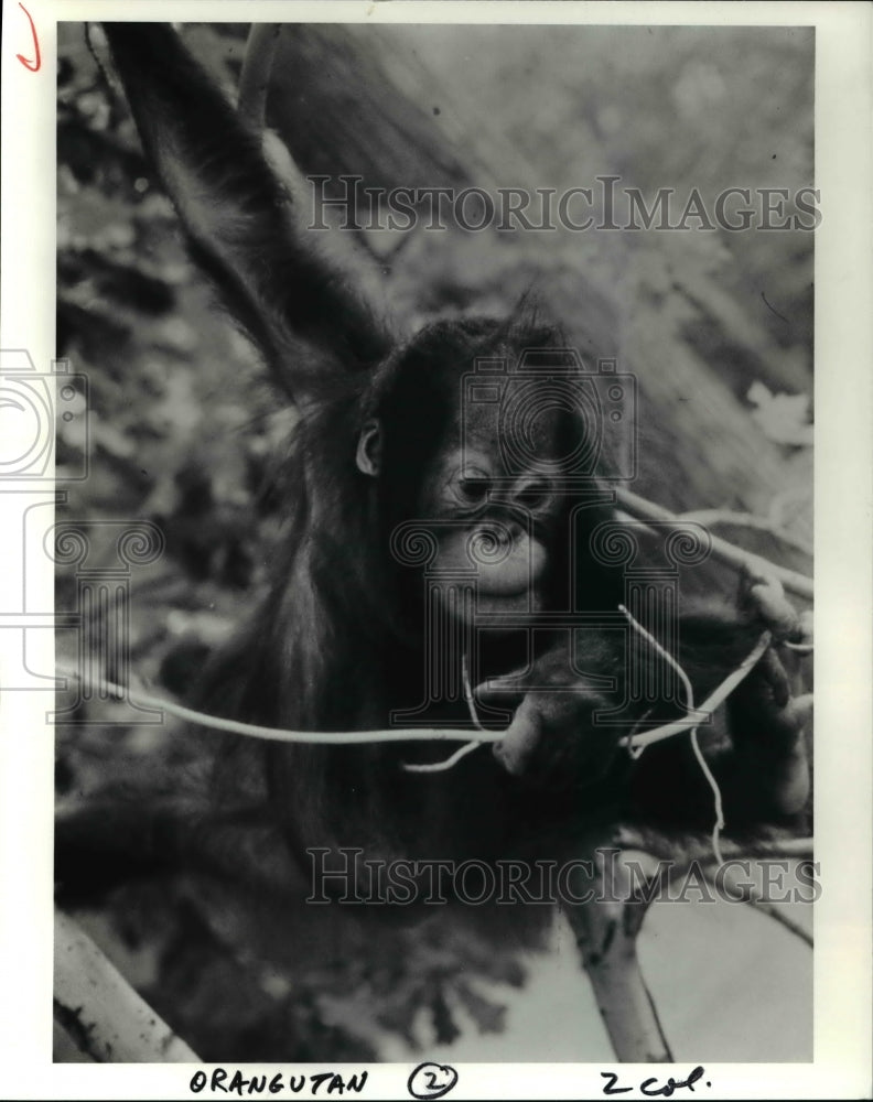 1992 Press Photo A Orangutan Metroparks Zoo - Historic Images