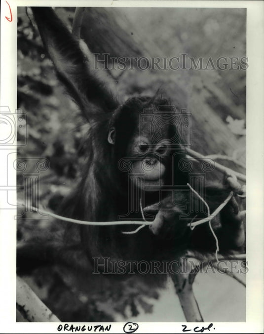 1992 Press Photo A Orangutan Metroparks Zoo - Historic Images