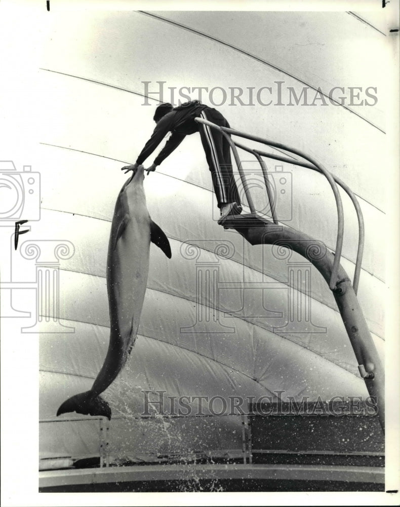 1990 Press Photo Striker Leaps From The Tank To Accept A Fish Snack - Historic Images