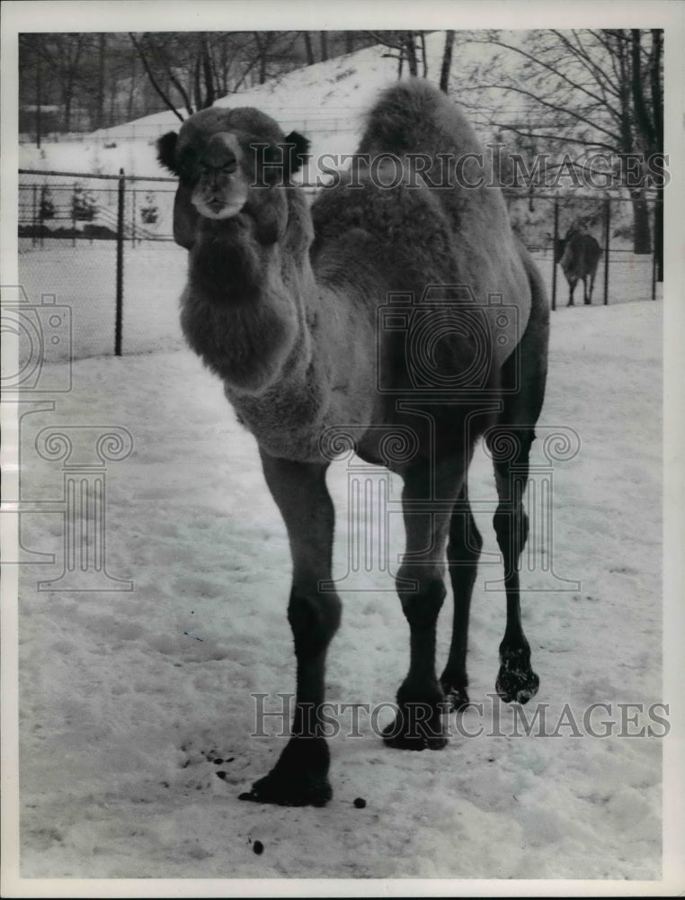 1961 Press Photo Tom The Dromedary At The Zoo The Camel At Cleveland Zoo - Historic Images