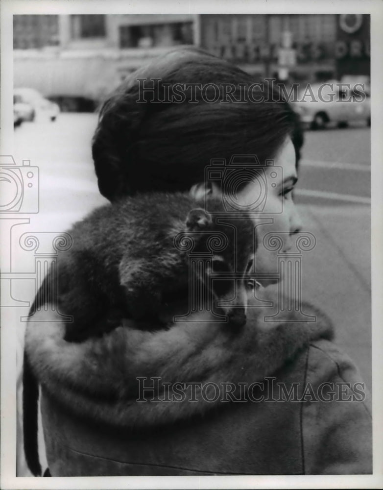 1968 Press Photo Mrs. Patricia Fuller With Coatamundi Halfille By Volly- Historic Images