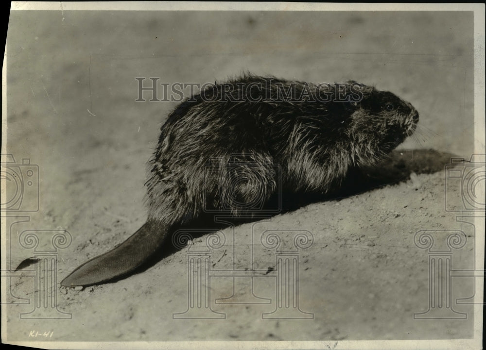 1961 Press Photo Beaver- Historic Images