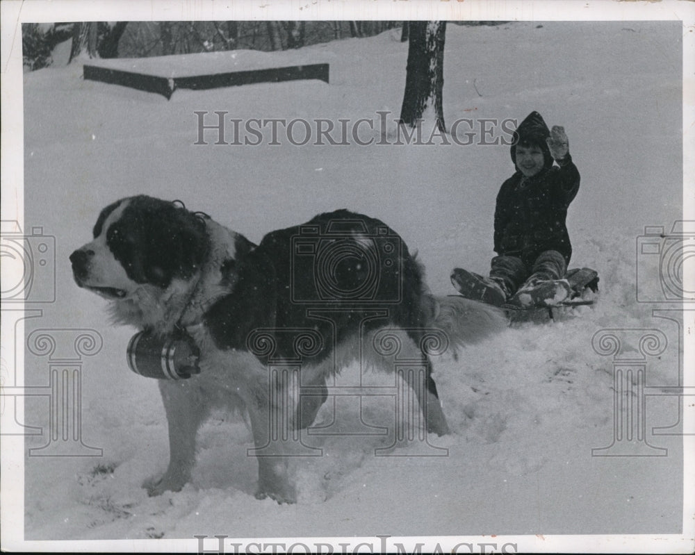 1968 Press Photo Dogs - St. Bernard- Historic Images