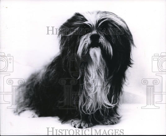 1969 Press Photo Shih Tzu owned by C Burton Andrews & Fred Piettocini- Historic Images