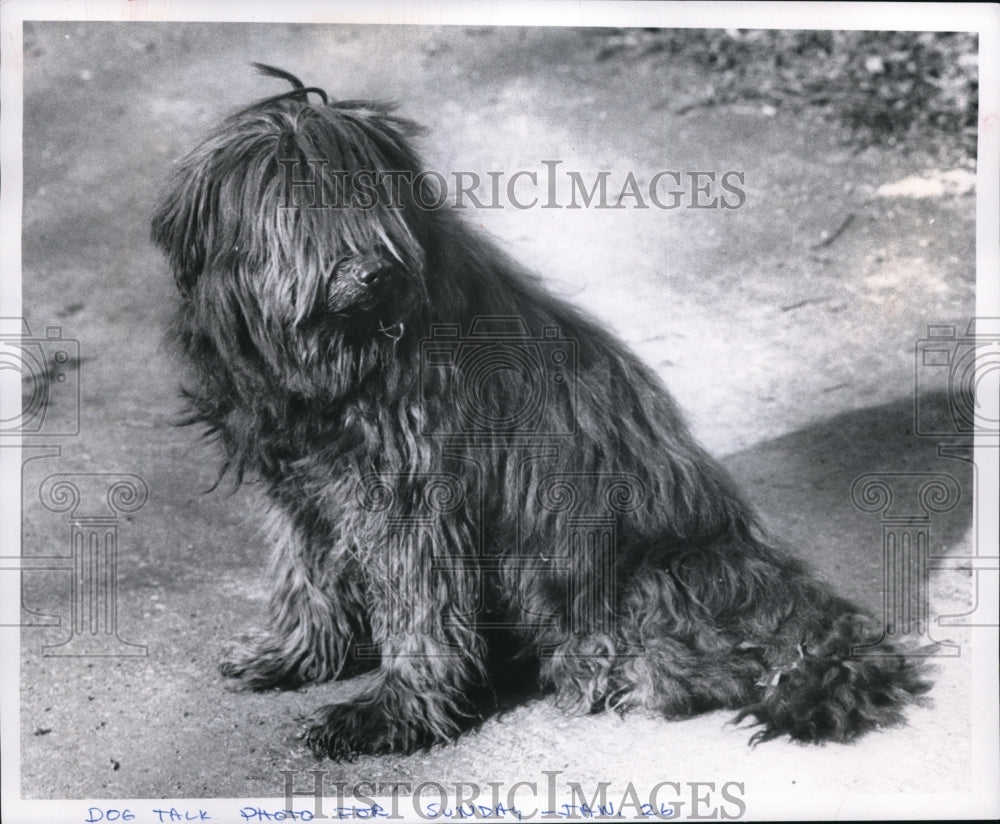 1969 Press Photo Boris a Hungarian Puli owned b Jack Pudy Family of Chestersland- Historic Images