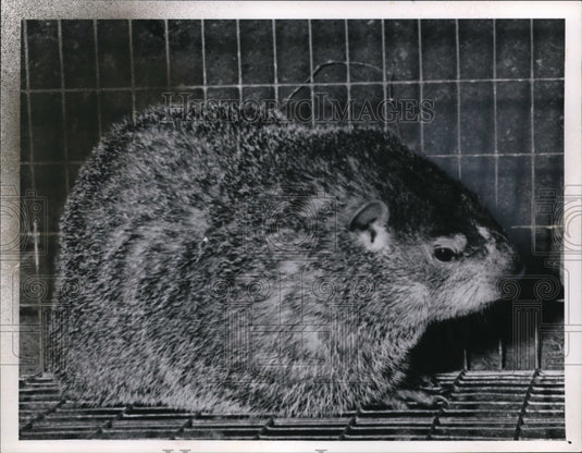 1963 Press Photo Woodcchuck at Cleveland Zoo.- Historic Images