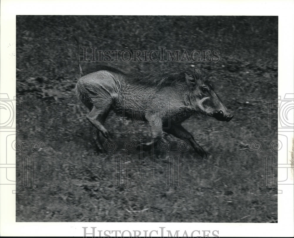 1990 Press Photo Wart Hog at the Cleveland Metroparks Zoo- Historic Images