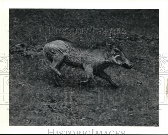 1990 Press Photo Wart Hog at the Cleveland Metroparks Zoo- Historic Images