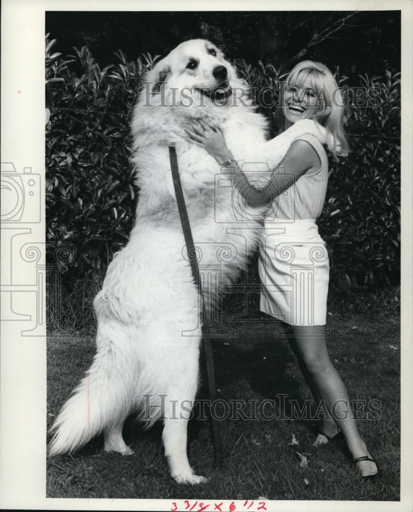 1966 Press Photo English model Doreen Moore plays w/ Dingle a Pyrenean- Historic Images