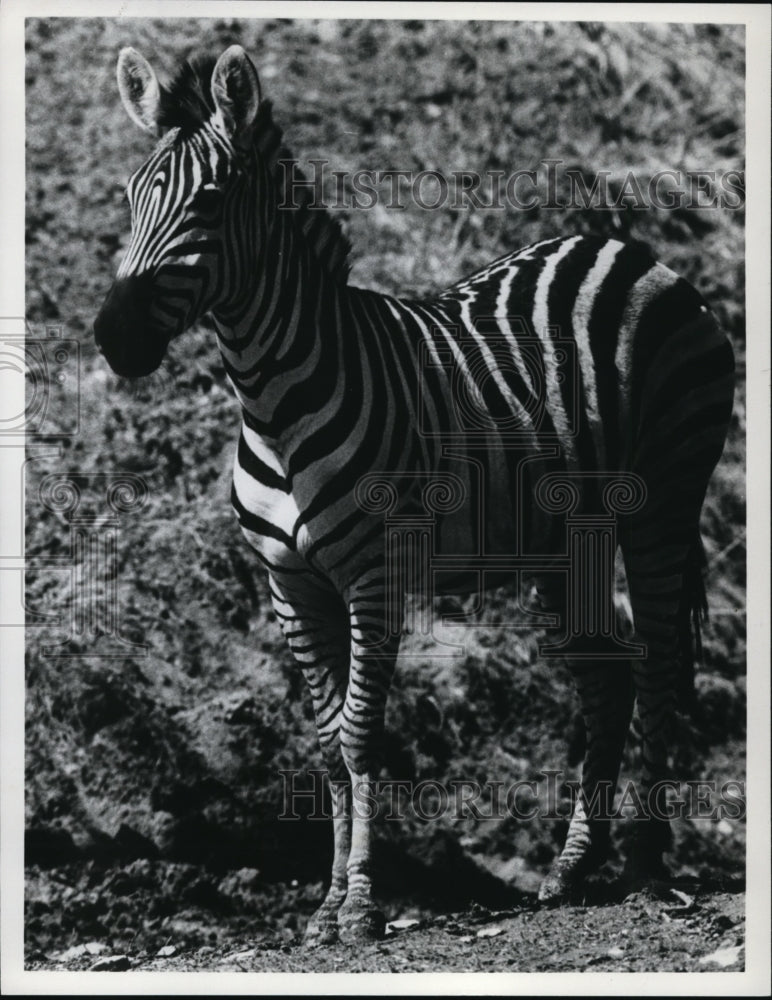 1950 Press Photo Zebras- Historic Images