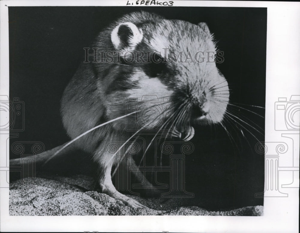 1962 Press Photo Kangaroo Rat of the wonders of the Great American Desert.- Historic Images