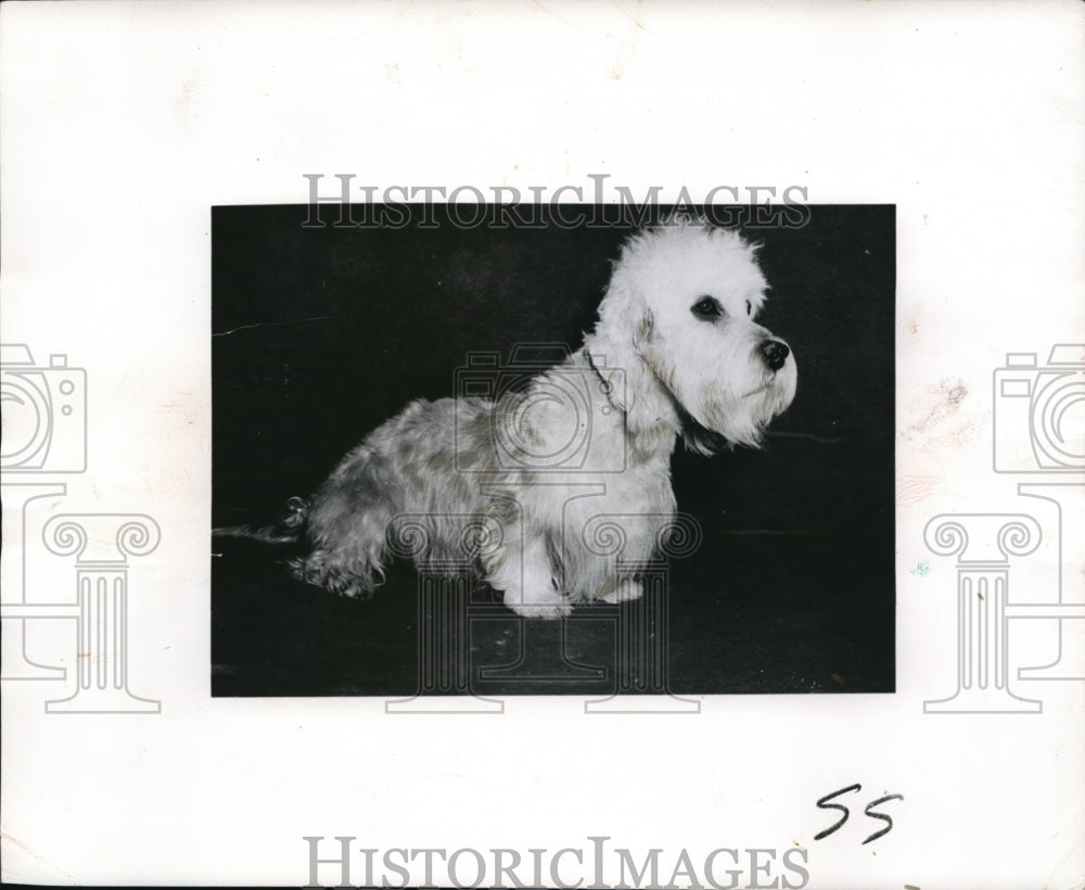 1953 Press Photo Canine Freud, Dandie Dinmont terrier- Historic Images