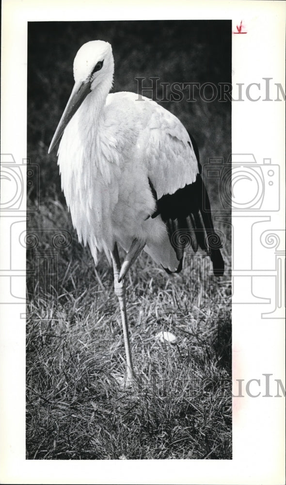 1979 Press Photo Stork ready for the sketch class- Historic Images