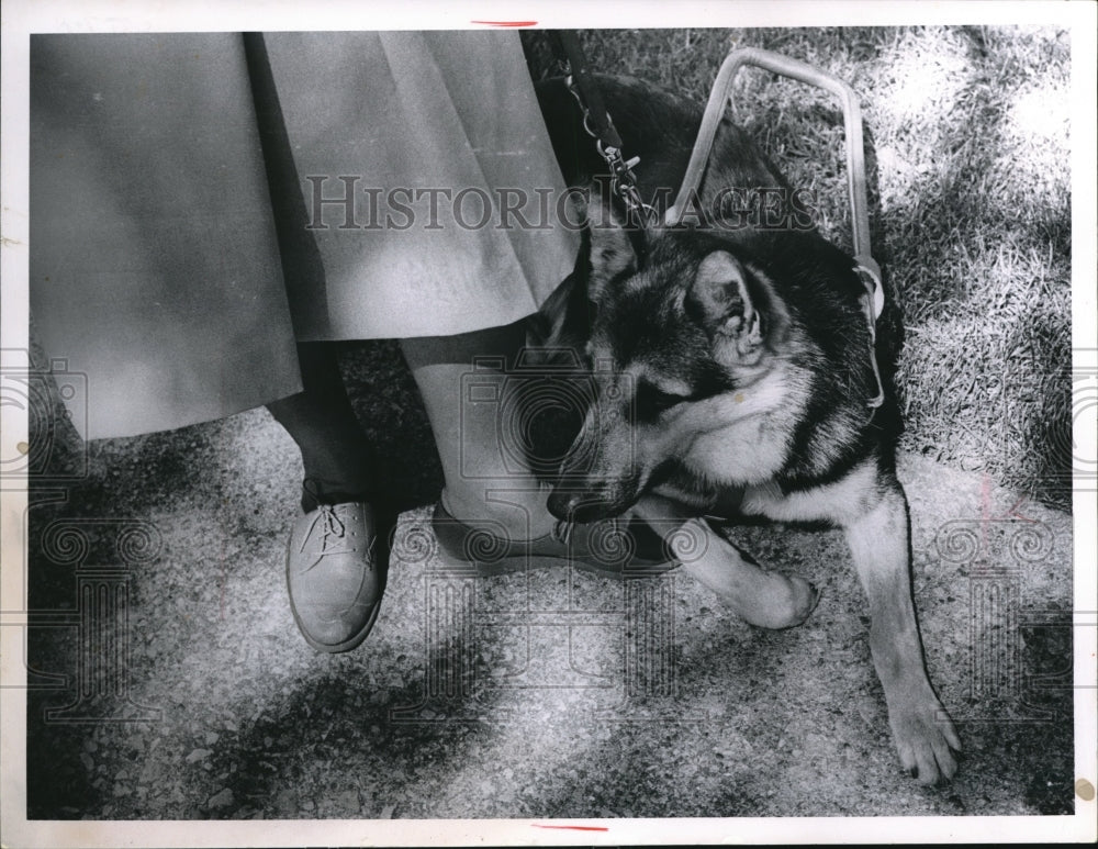 1965 Press Photo Seeing Eye Dog- Historic Images