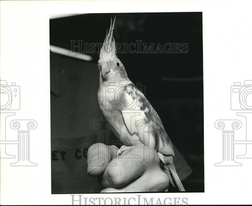 1982 Press Photo Cockatiel Bird- Historic Images