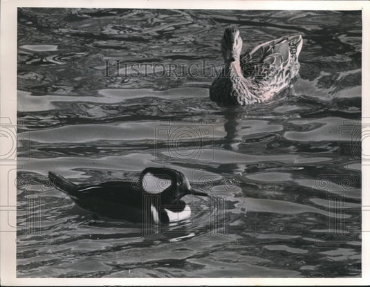 1963 Press Photo Merganser Duck- Historic Images