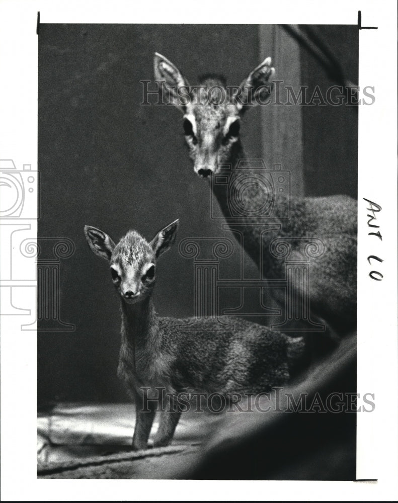 1991 Press Photo Mommy antelope with her baby at the Cleveland Zoo- Historic Images