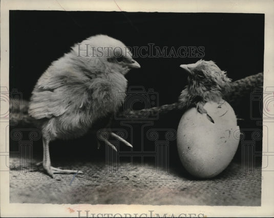 1968 Press Photo Sister or Brother? - Historic Images
