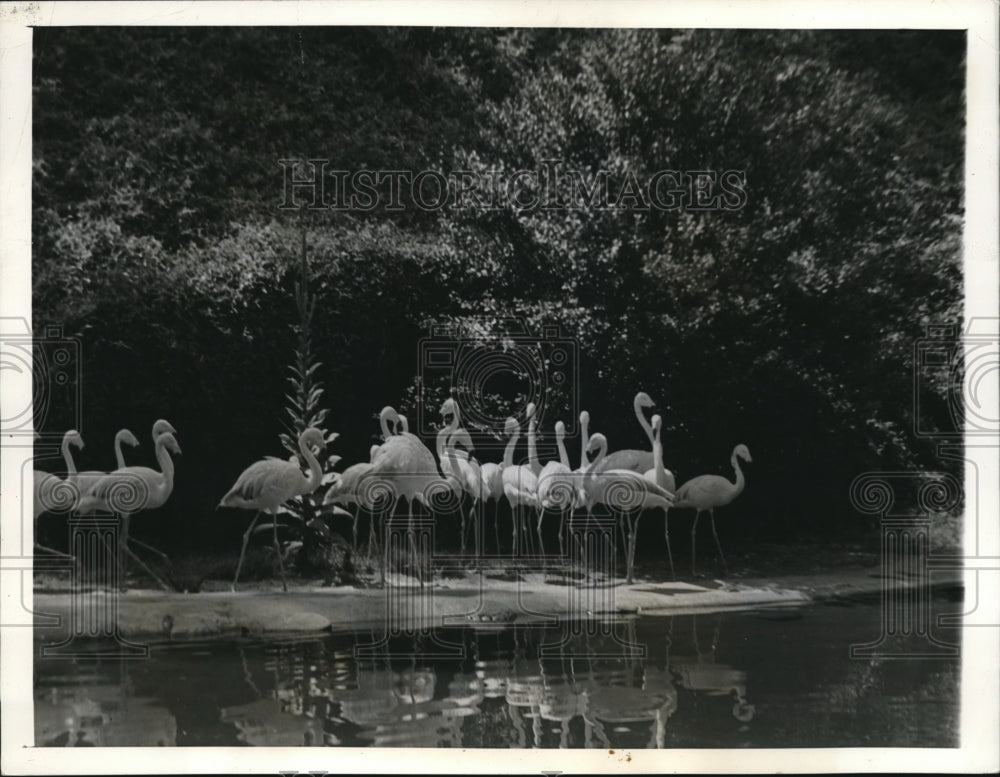 1939 Press Photo Flamongoes- Historic Images