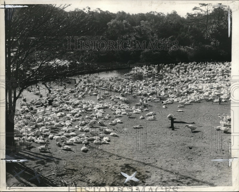 1930 Press Photo Ducks Town- Historic Images