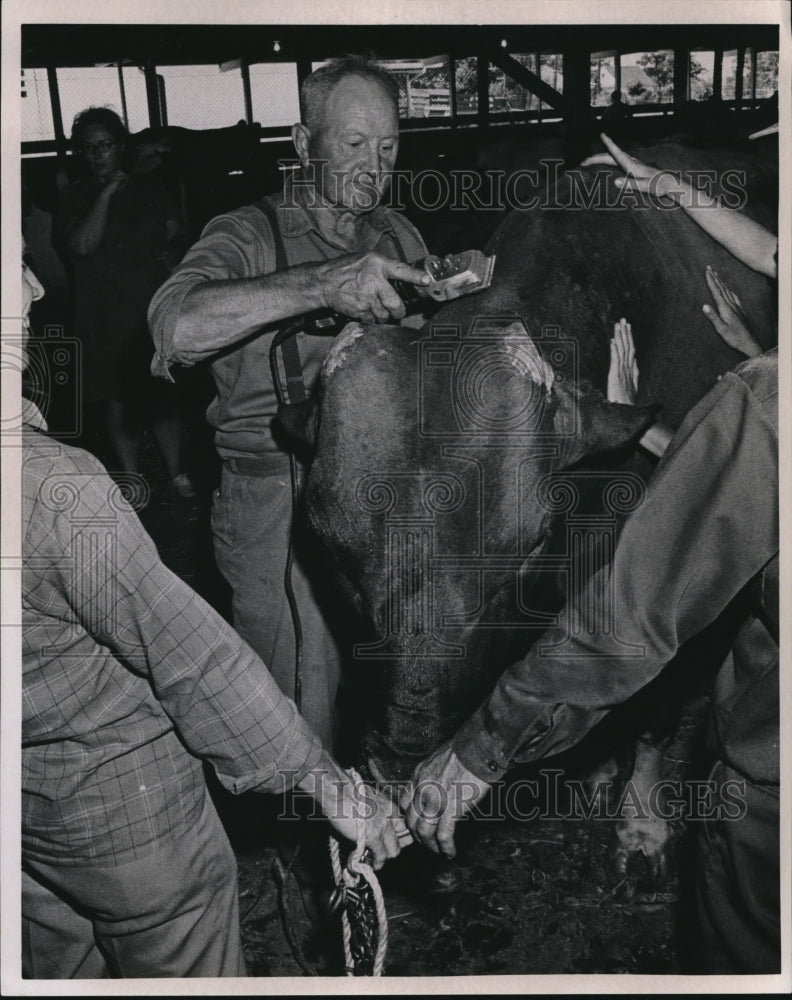 1969 Press Photo The elephant at the Cuyahoga County Fair- Historic Images