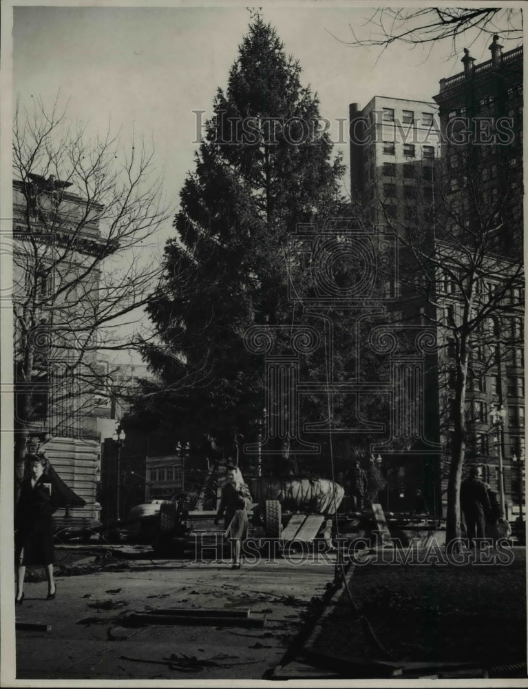 1946 Press Photo Christmas Tree- Historic Images