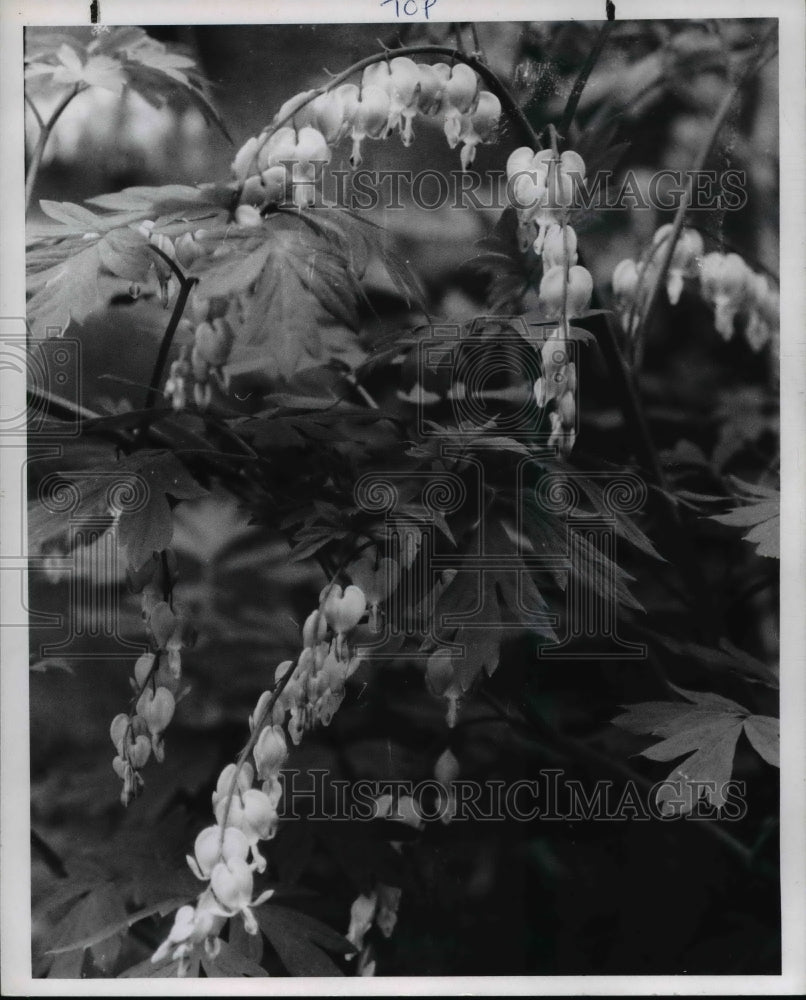 1970 Press Photo Bleeding Heart Plant- Historic Images