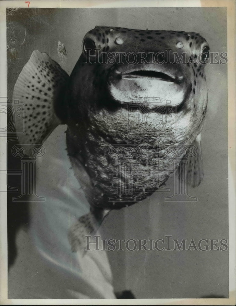 1967 Press Photo Porcupine Fish
