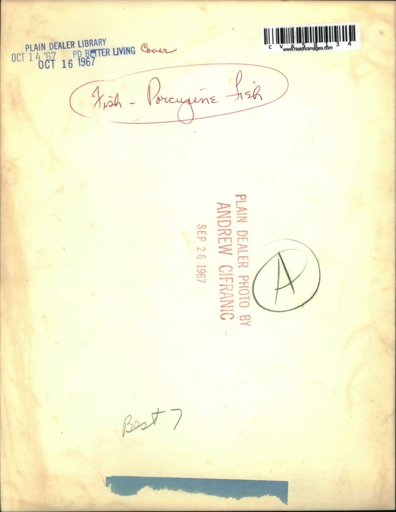 1967 Press Photo Porcupine Fish