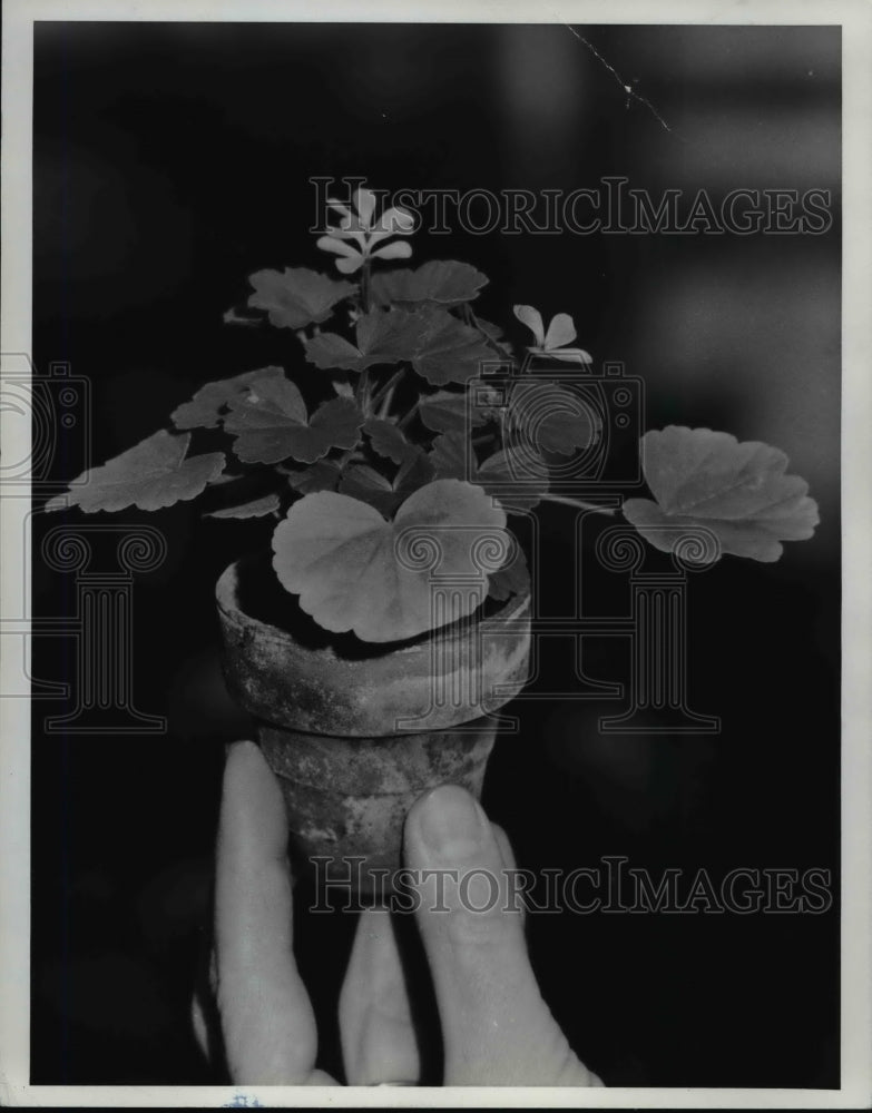 1967 Press Photo Dwarf Green bold Little Darling- Historic Images