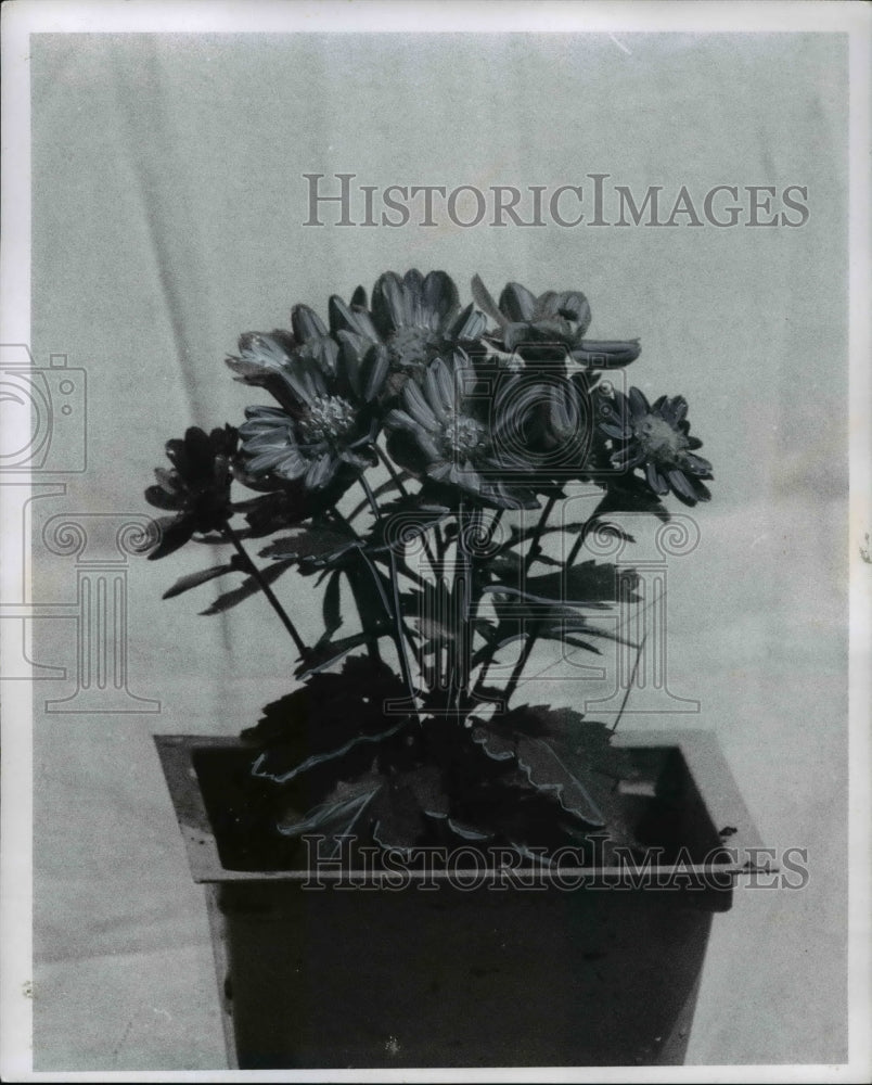 1969 Press Photo Flowers and Plants Chrysanthemums- Historic Images