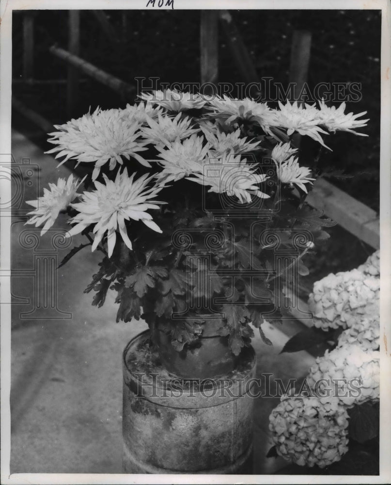 1969 Press Photo The chrysanthemums flowers- Historic Images